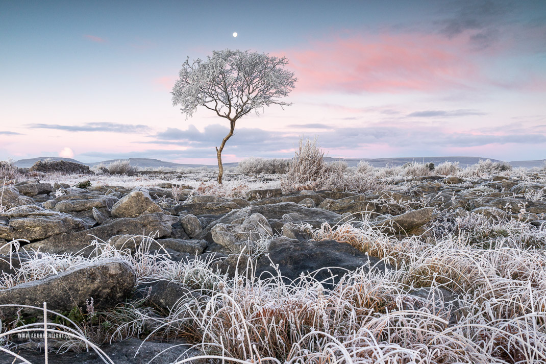 A Burren Lone Tree Clare Ireland - autumn,december,frost,limited,lone tree,moon,twilight,hoarfrost,lowland,dawn,portfolio