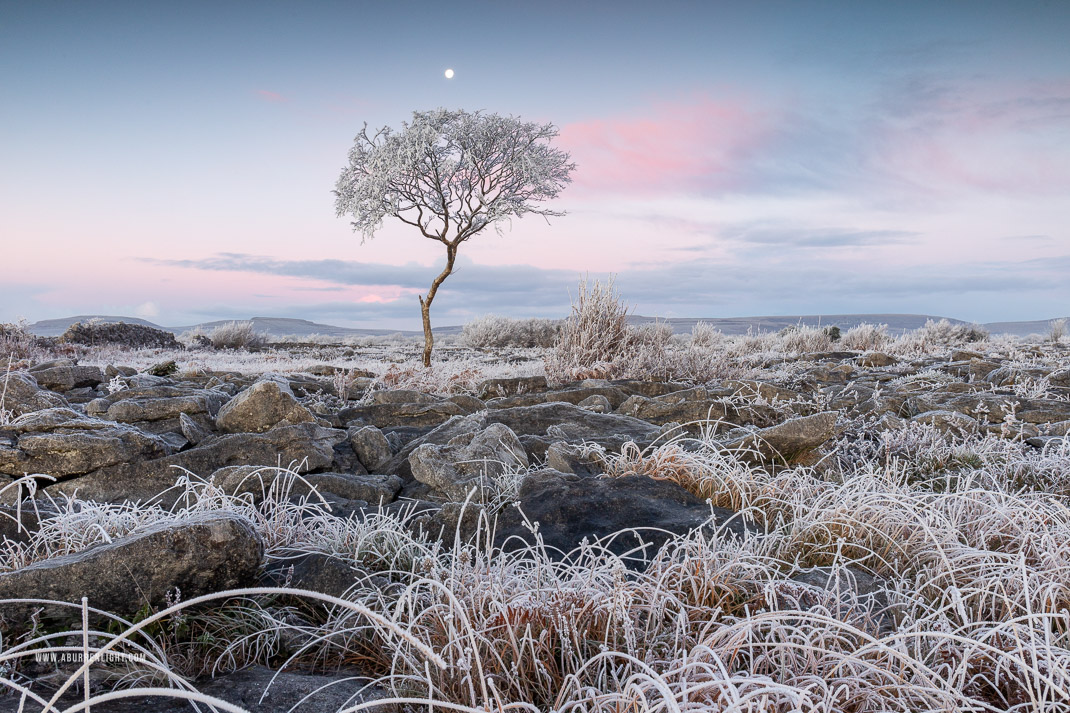 A Burren Lone Tree Clare Ireland - autumn,december,frost,limited,lone tree,moon,twilight,hoarfrost,lowland,dawn