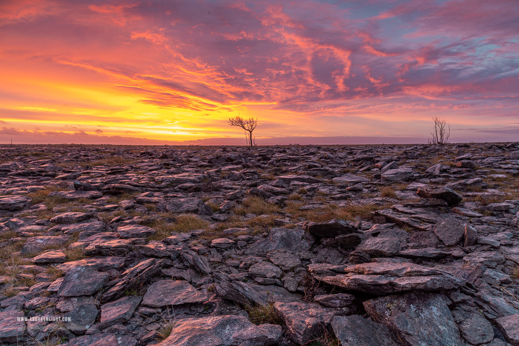 A Burren Lone Tree Clare Ireland - dawn,january,lone tree,lowland,red,sunrise,winter,portfolio