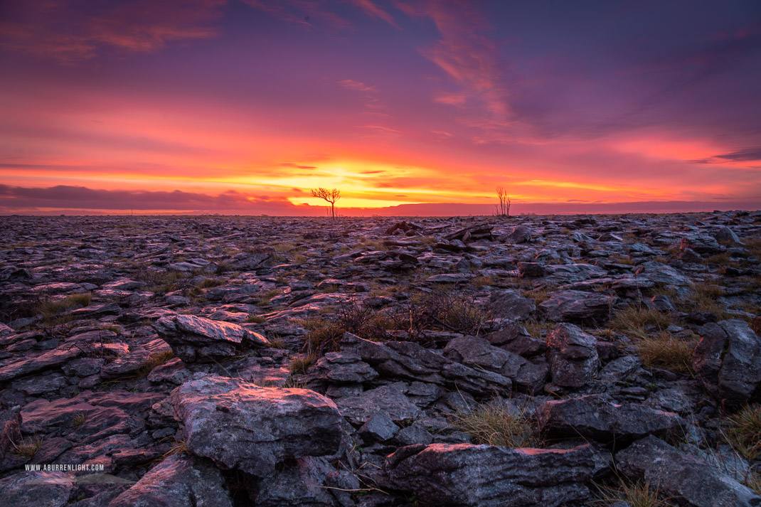 A Burren Lone Tree Clare Ireland - dawn,january,lone tree,lowland,red,sunrise,winter