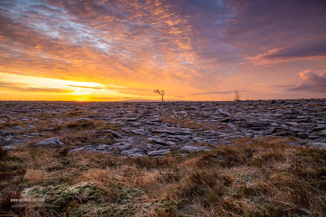 A Burren Lone Tree Clare Ireland - frost,january,lone tree,lowland,orange,sunrise,winter