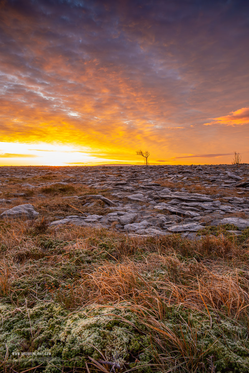 A Burren Lone Tree Clare Ireland - frost,january,lone tree,lowland,orange,sunrise,winter