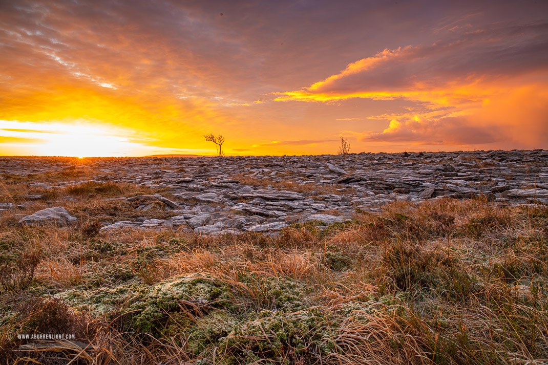 A Burren Lone Tree Clare Ireland - frost,january,lone tree,lowland,orange,sunrise,sunstar,winter,portfolio