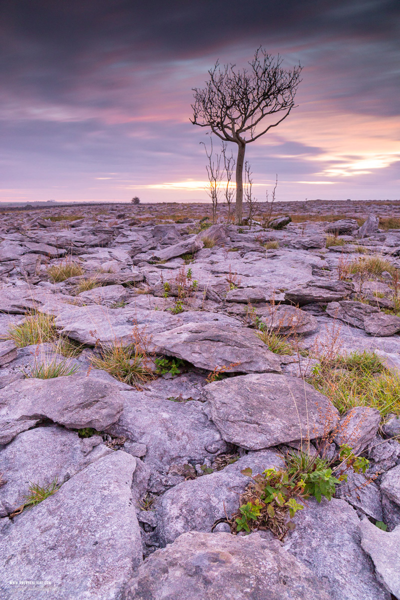 A Burren Lone Tree Clare Ireland - autumn,lone tree,long exposure,october,twilight,magenta,lowland