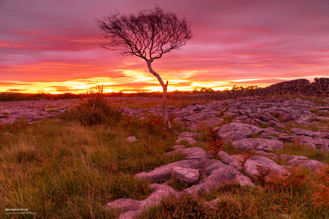 A Burren Lone Tree Clare Ireland - autumn,lone tree,october,pink,twilight