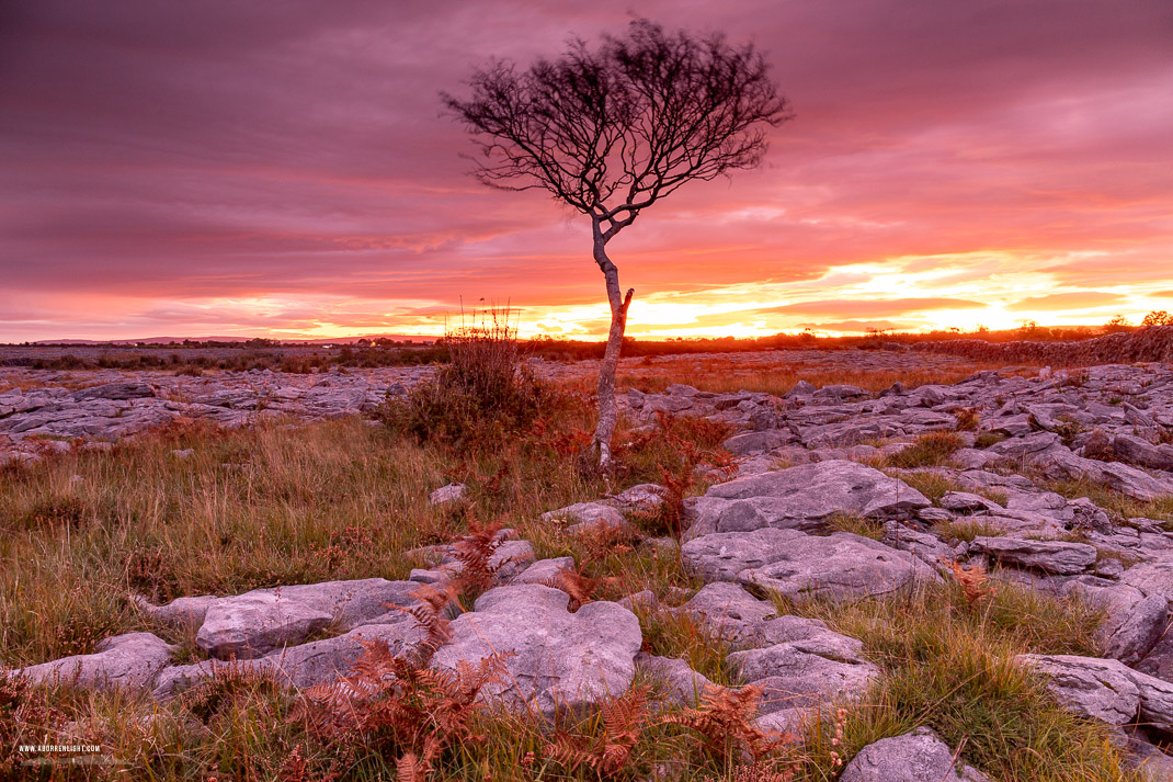 A Burren Lone Tree Clare Ireland - autumn,lone tree,long exposure,october,pink,orange,twilight,lowland