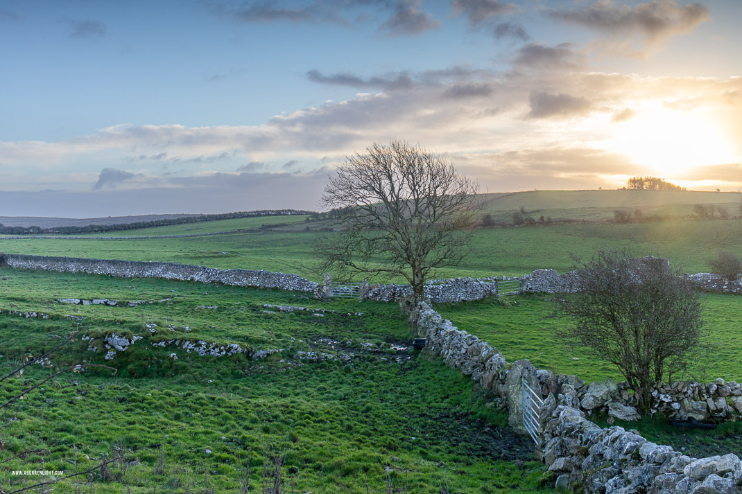 A Burren Lone Tree Clare Ireland - january,lone tree,sunrise,winter,hills,walls