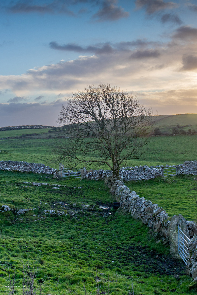 A Burren Lone Tree Clare Ireland - january,lone tree,sunrise,winter,hills,walls