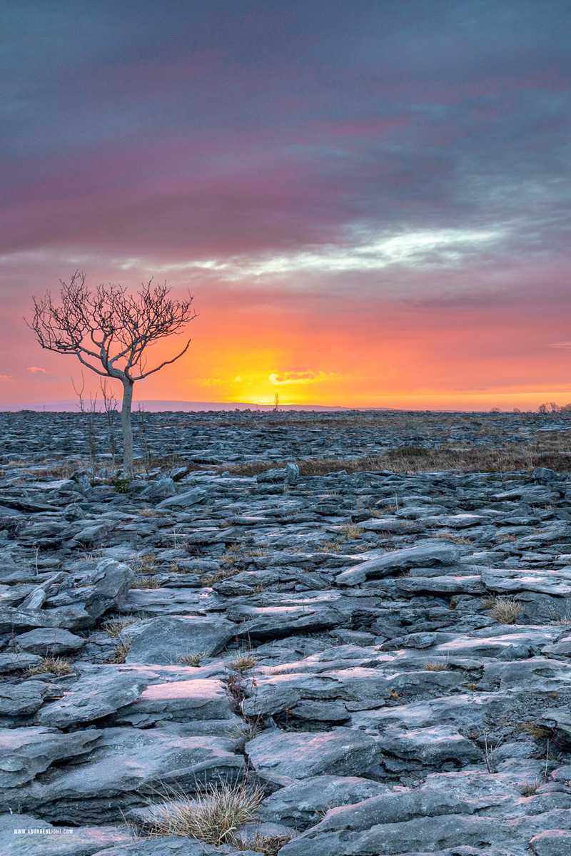 A Burren Lone Tree Clare Ireland - lone tree,march,sunrise,winter,lowland