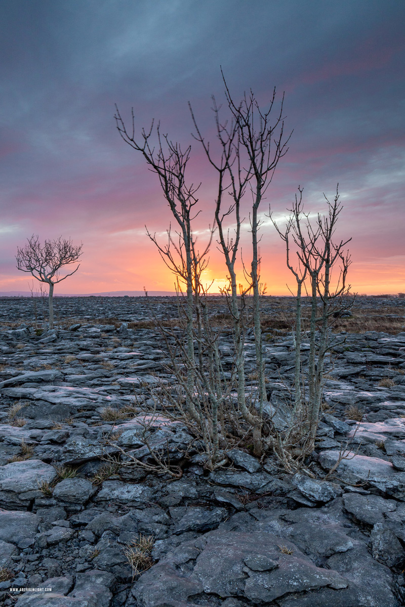 A Burren Lone Tree Clare Ireland - lone tree,march,sunrise,winter,lowland