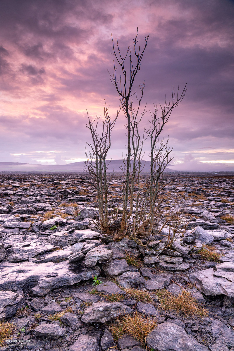 A Burren Lone Tree Clare Ireland - april,dusk,lone tree,spring,lowland,magenta,mauve