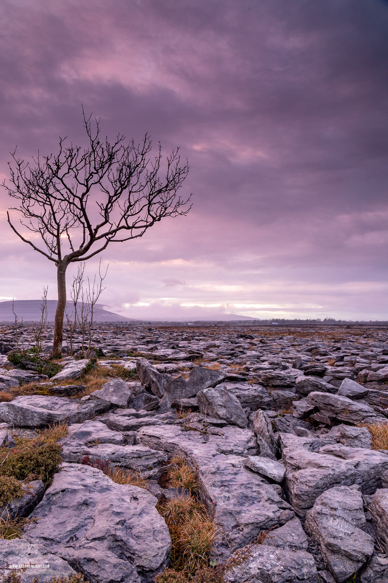 A Burren Lone Tree Clare Ireland - april,dusk,lone tree,long exposure,spring,lowland,magenta,mauve