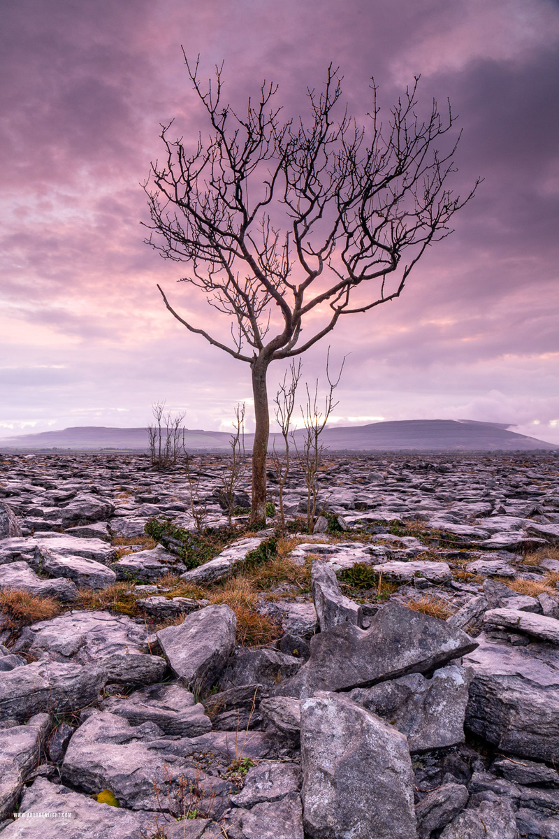 A Burren Lone Tree Clare Ireland - april,dusk,lone tree,long exposure,spring,lowland,magenta,mauve