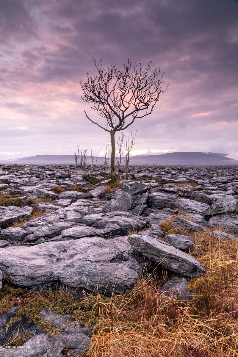 A Burren Lone Tree Clare Ireland - april,dusk,lone tree,long exposure,spring,lowland,magenta,mauve