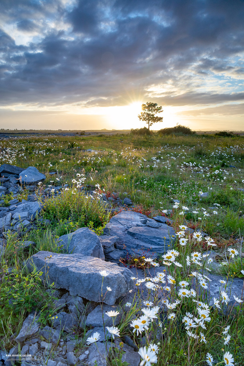 A Burren Lone Tree Clare Ireland - flower,june,lone tree,spring,sunrise,sunstar,daisies,lowland