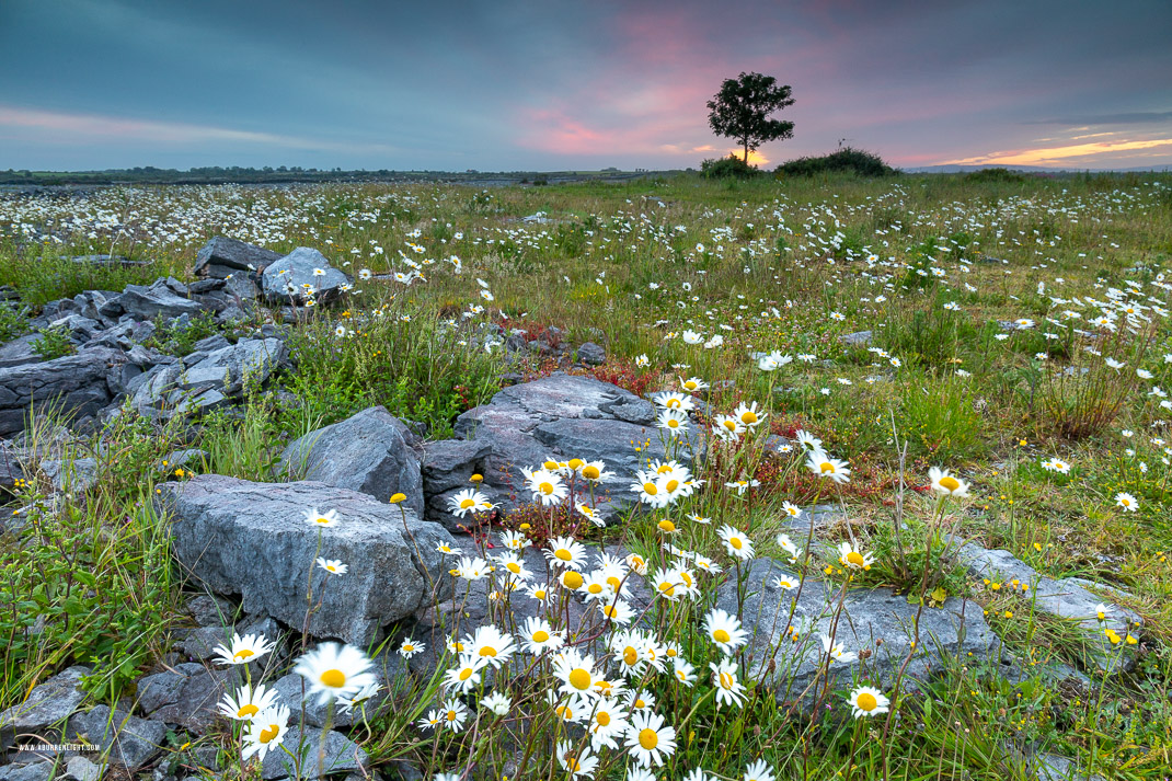 A Burren Lone Tree Clare Ireland - dawn,flower,june,lone tree,spring,twilight,daisies,lowland