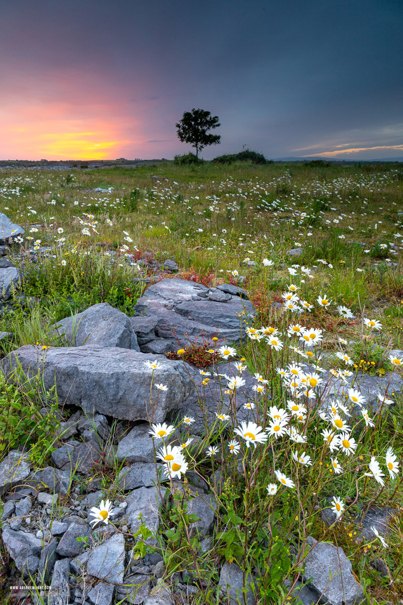 A Burren Lone Tree Clare Ireland - dawn,flower,june,lone tree,spring,twilight,daisies,lowland