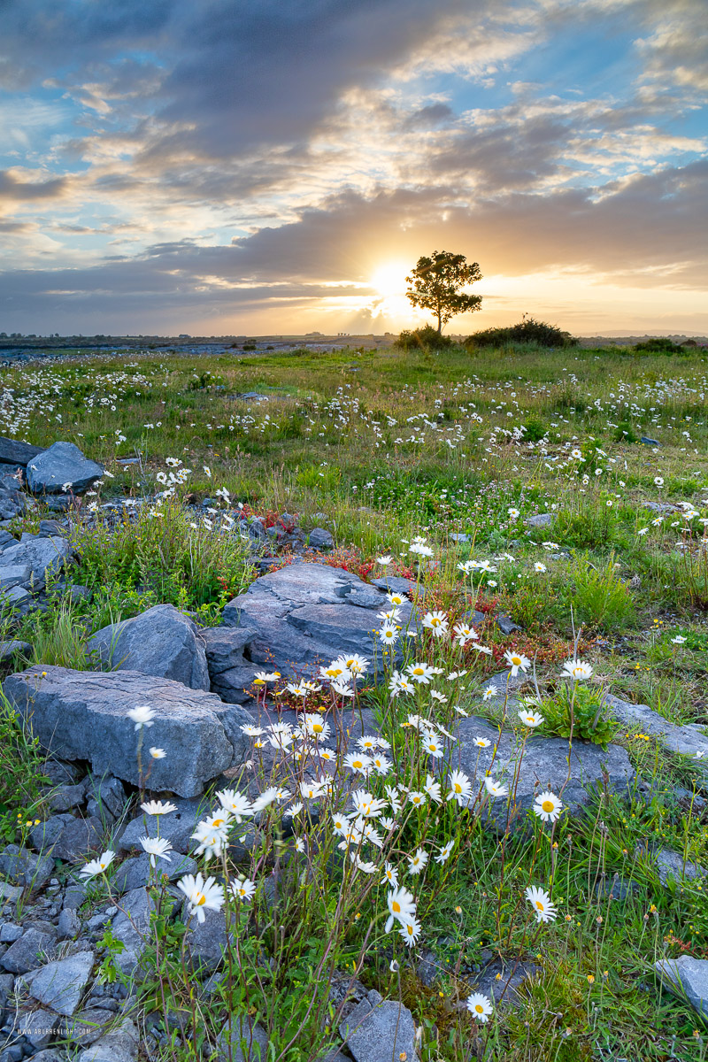 A Burren Lone Tree Clare Ireland - flower,june,lone tree,spring,sunrise,limited,portfolio,lowland,golden