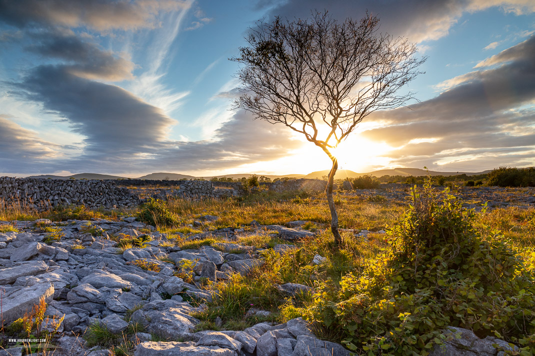 A Burren Lone Tree Clare Ireland - lone tree,september,summer,sunset,lowland,golden