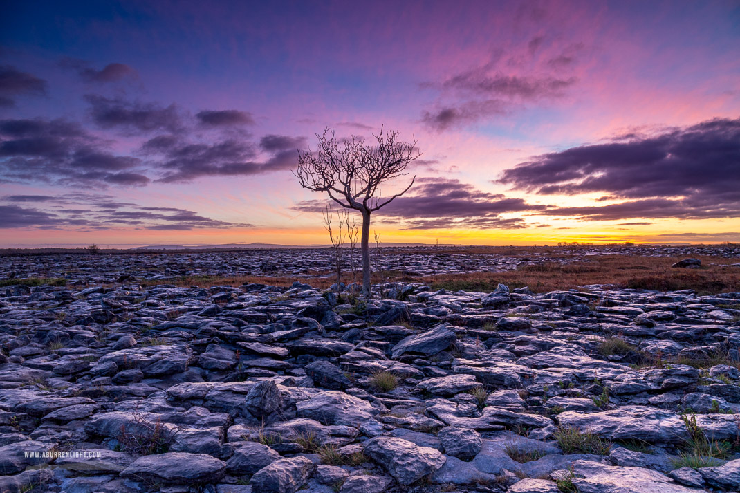 A Burren Lone Tree Clare Ireland - autumn,lone tree,november,pink,twilight,lowland