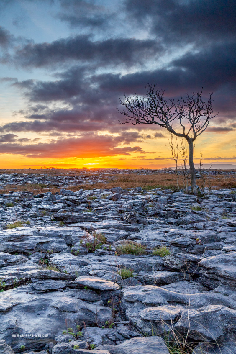 A Burren Lone Tree Clare Ireland - autumn,lone tree,november,sunrise,lowland,golden