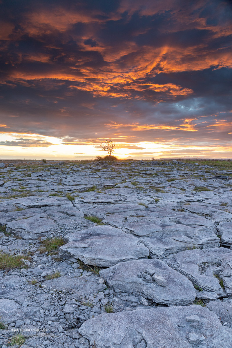 A Burren Lone Tree Clare Ireland - autumn,lone tree,november,red,twilight,lowland,drama