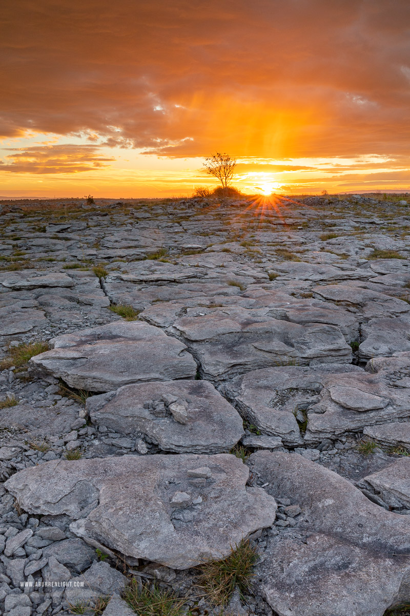 A Burren Lone Tree Clare Ireland - autumn,golden hour,lone tree,november,sunrise,lowland,orange