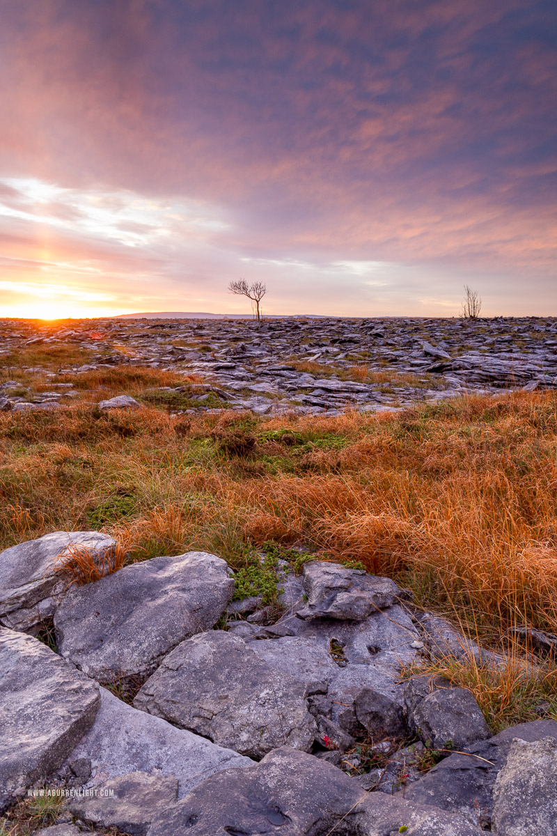 A Burren Lone Tree Clare Ireland - autumn,lone tree,november,sunrise,lowland,golden