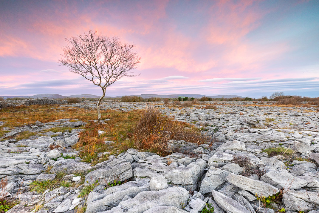 A Burren Lone Tree Clare Ireland - autumn,december,lone tree,pink,sunrise,lowland