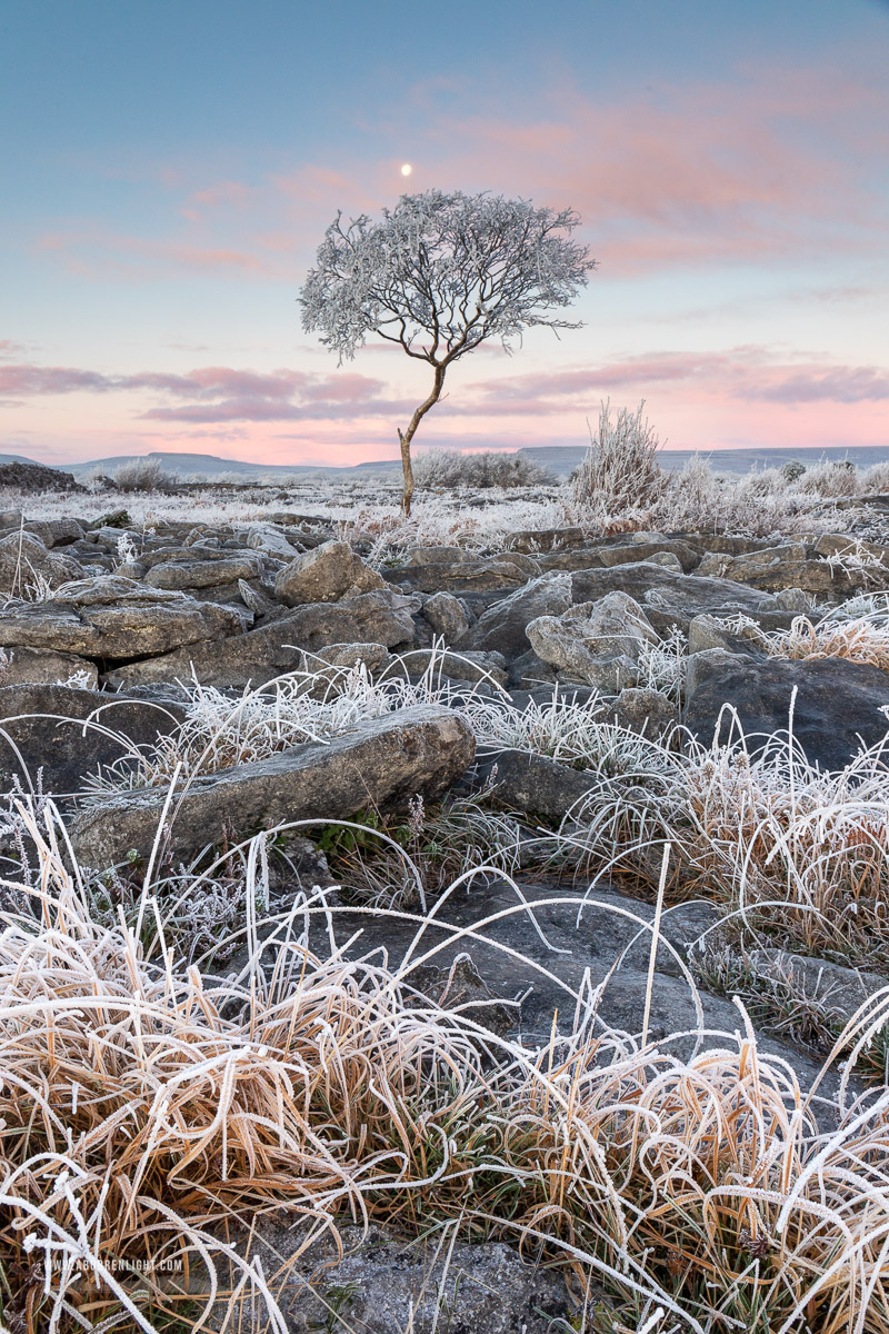 A Burren Lone Tree Clare Ireland - autumn,december,frost,limited,lone tree,moon,twilight,portfolio,lowland