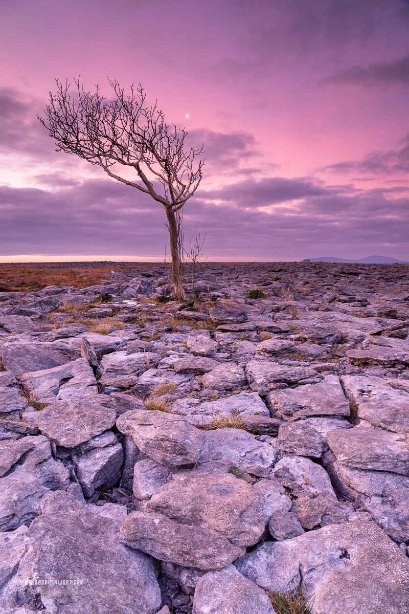 A Burren Lone Tree Clare Ireland - january,lone tree,long exposure,moon,twilight,winter,mauve,magenta,lowland