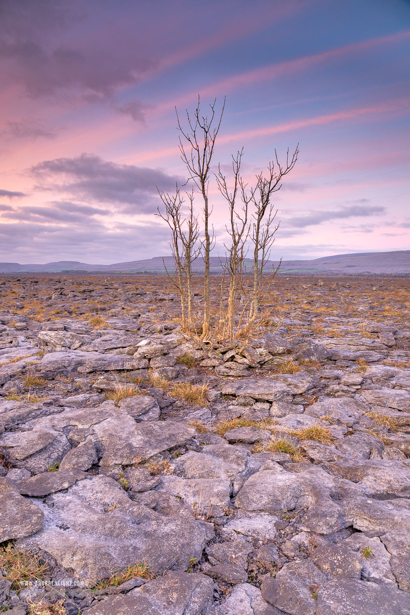 A Burren Lone Tree Clare Ireland - january,lone tree,sunrise,winter,pink,lowland