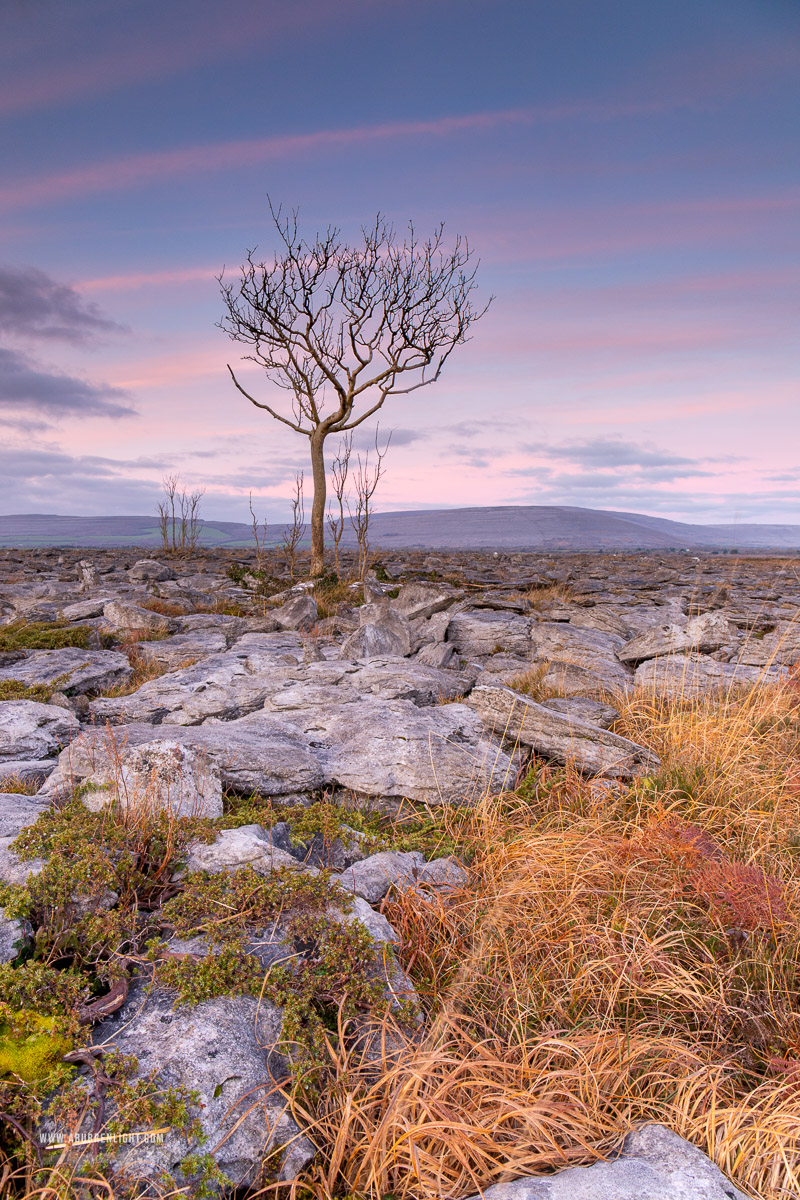 A Burren Lone Tree Clare Ireland - january,lone tree,sunrise,winter,lowland