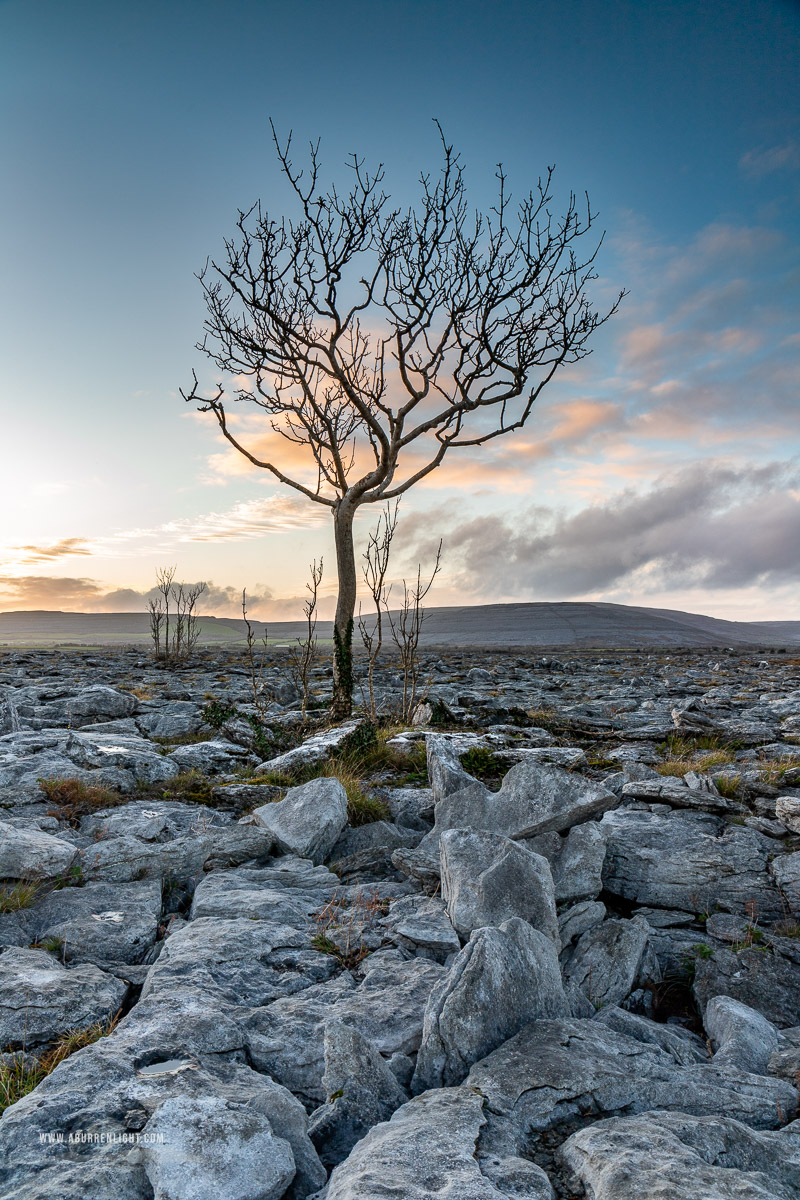 A Burren Lone Tree Clare Ireland - lone tree,november,sunset,winter,blue,lowland