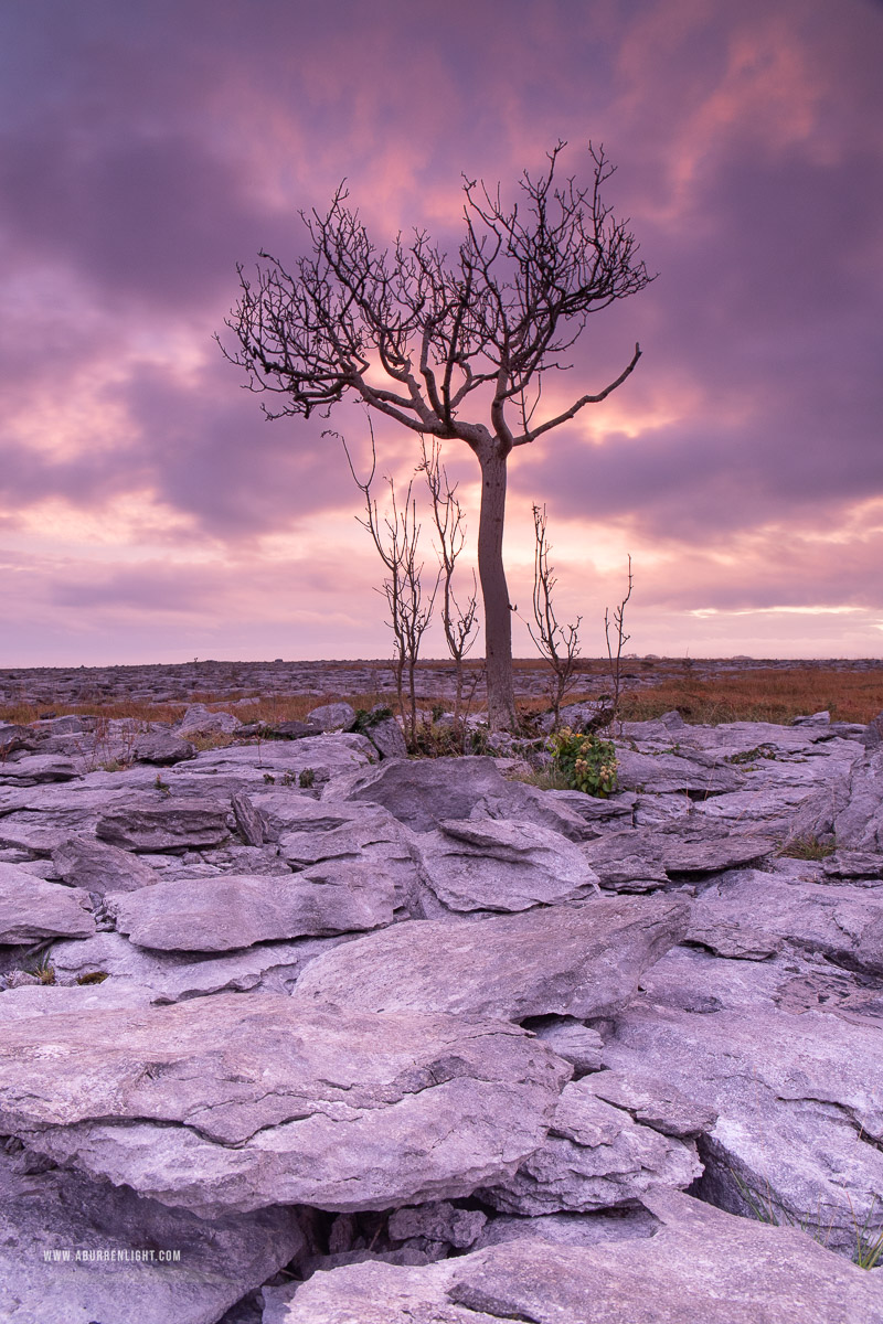 A Burren Lone Tree Clare Ireland - autumn,lone tree,long exposure,october,mauve,magenta,twilight,lowland