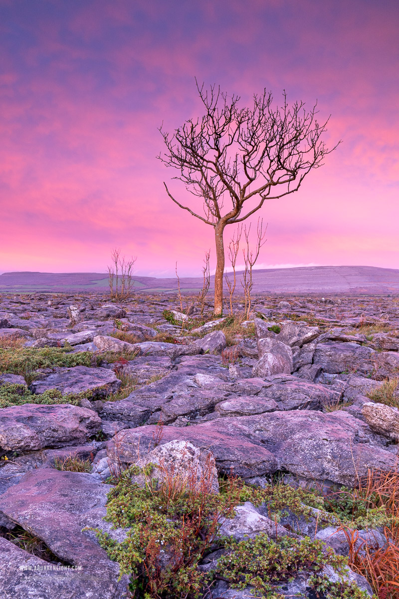 A Burren Lone Tree Clare Ireland - autumn,lone tree,november,pink,twilight,lowland