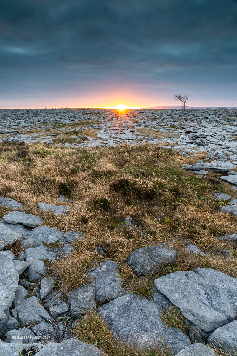 A Burren Lone Tree Clare Ireland - january,lone tree,sunrise,sunstar,winter,lowland