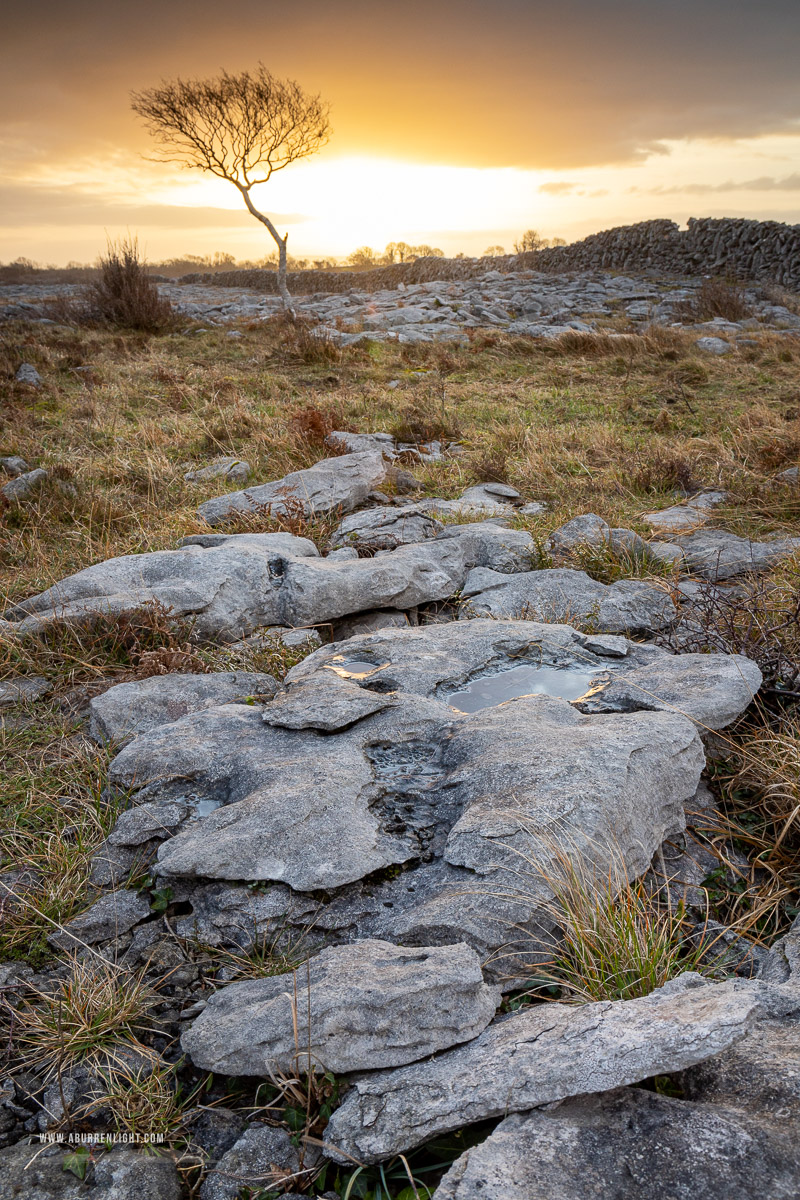 A Burren Lone Tree Clare Ireland - golden hour,january,lone tree,sunrise,winter,lowland,golden