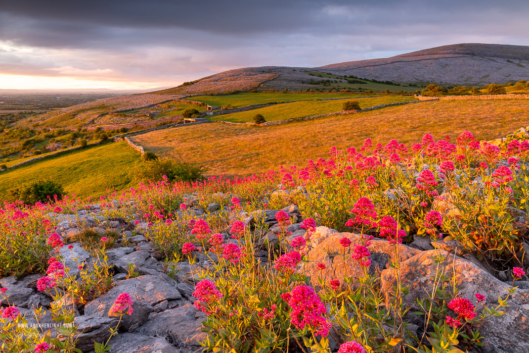 Abbey Hill Burren Clare Ireland - abbey hill,flower,june,spring,sunrise,valerian,golden,hills