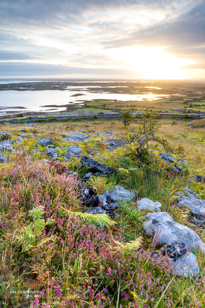 Abbey Hill Burren Clare Ireland - abbey hill,august,flowers,summer,sunrise,hills,heather