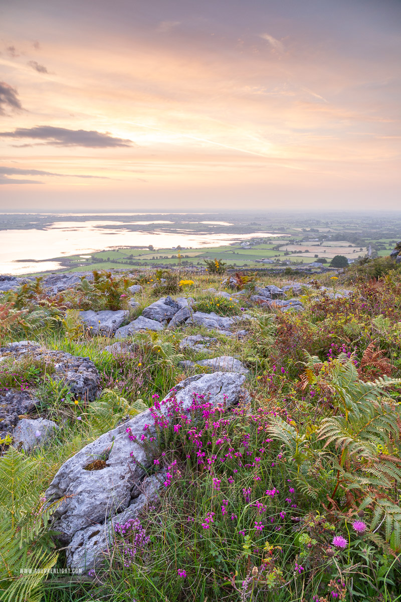 Abbey Hill Burren Clare Ireland - abbey hill,august,flower,heather,summer,sunrise,portfolio,hills,golden