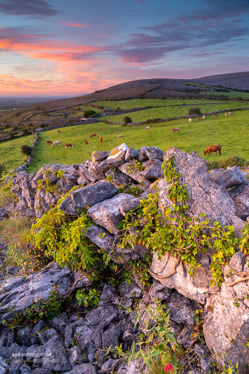 Abbey Hill Burren Clare Ireland - abbey hill,animals,august,cows,pink,rural,summer,sunrise,wall,portfolio,hills,golden