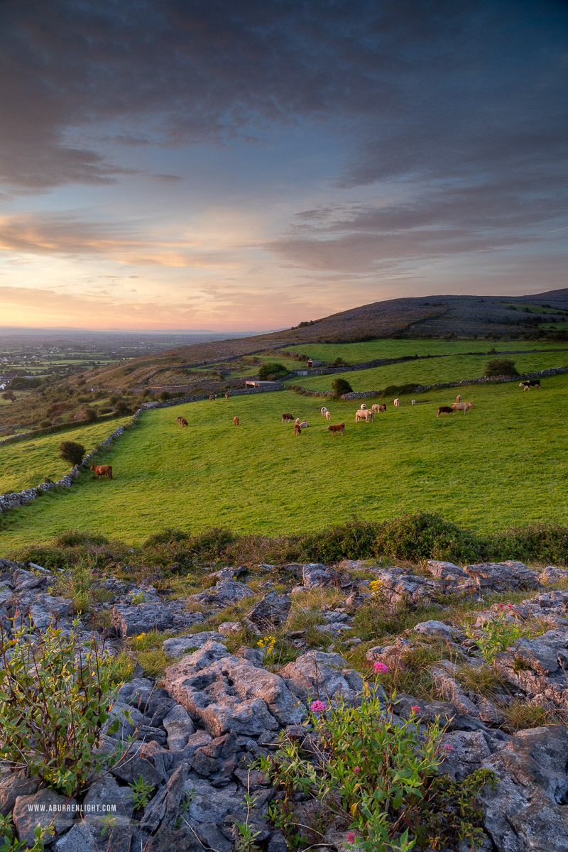 Abbey Hill Burren Clare Ireland - abbey hill,animals,august,cows,rural,summer,sunrise,wall,hills