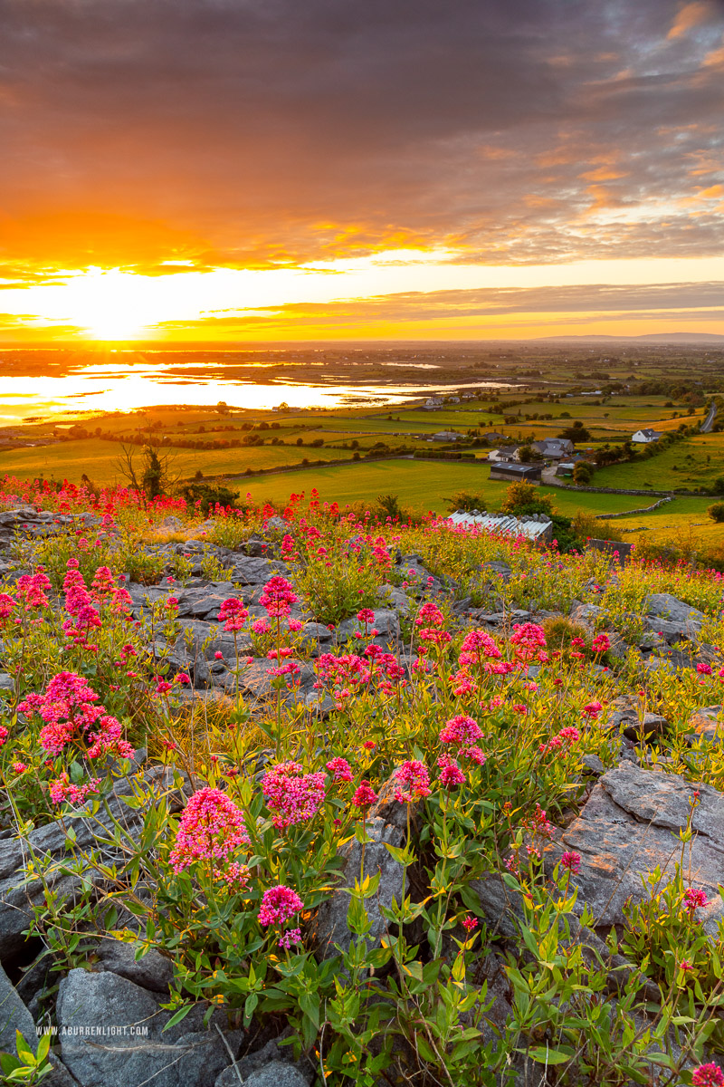 Abbey Hill Burren Clare Ireland - abbey hill,flowers,june,orange,red,spring,twilight,valerian,hills,golden