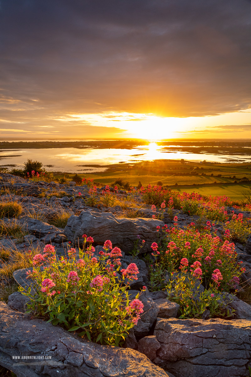 Abbey Hill Burren Clare Ireland - abbey hill,flowers,june,orange,red,spring,twilight,valerian,portfolio,hills,golden