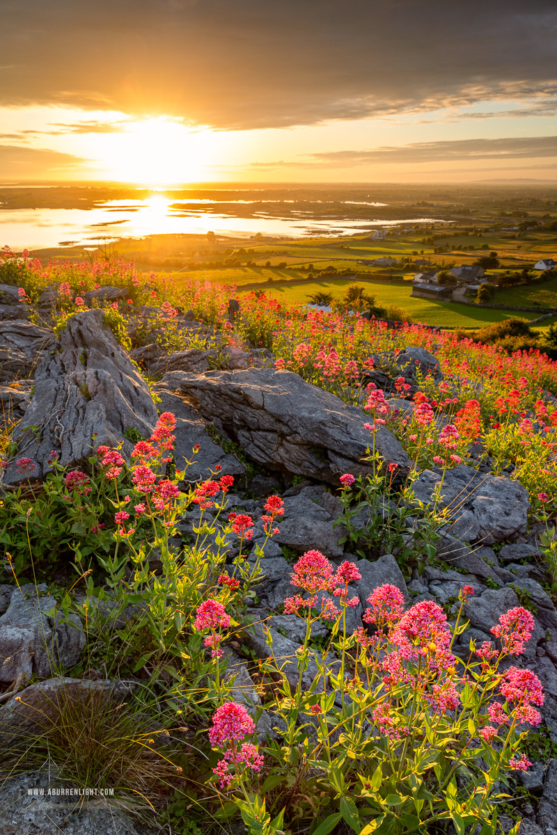 Abbey Hill Burren Clare Ireland - abbey hill,flowers,june,orange,red,spring,twilight,valerian,hills,golden