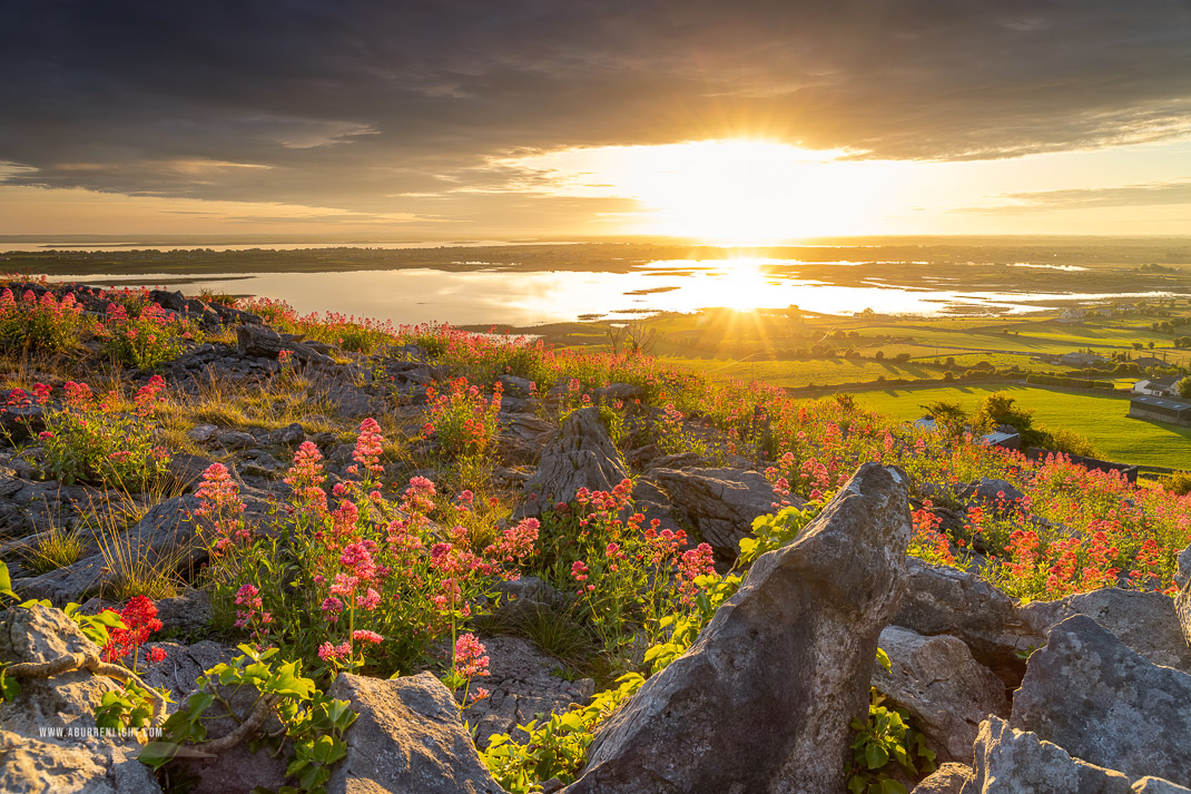 Abbey Hill Burren Clare Ireland - abbey hill,flowers,june,orange,red,spring,sunrise,sunstar,valerian,hills,golden