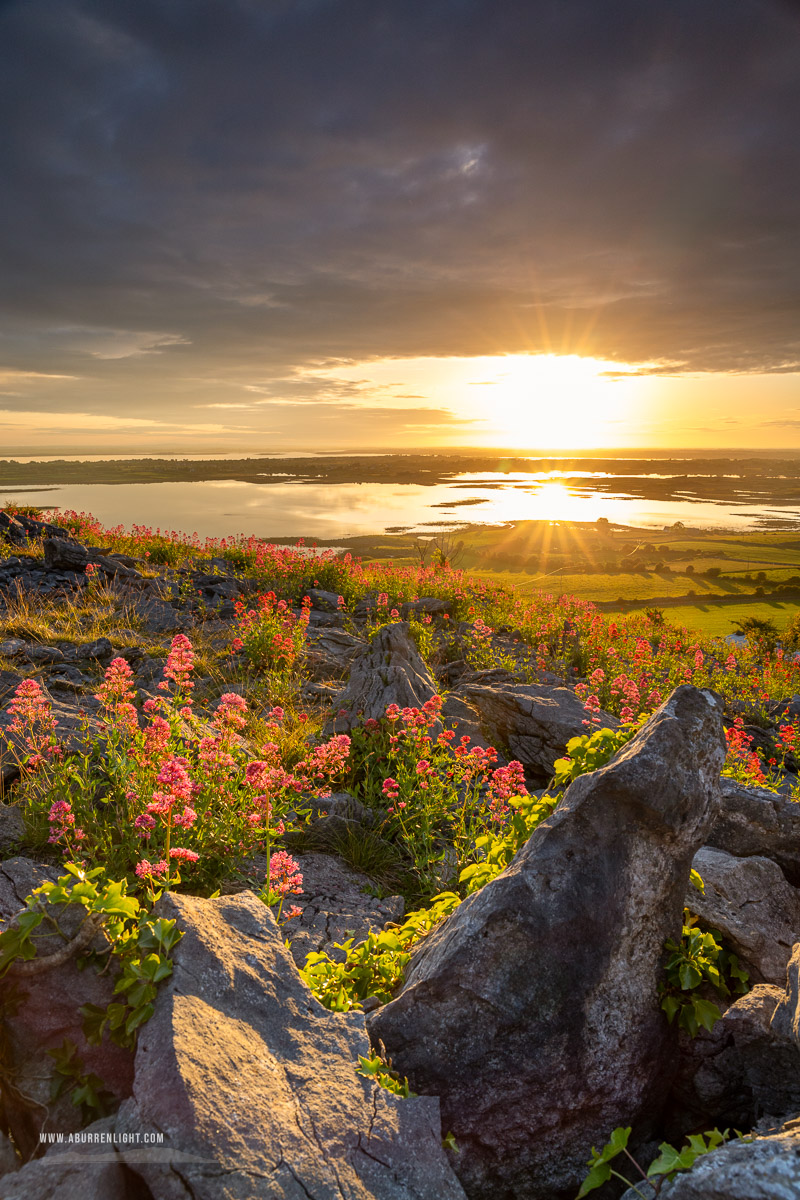 Abbey Hill Burren Clare Ireland - abbey hill,flowers,june,orange,red,spring,sunrise,sunstar,valerian,hills,golden