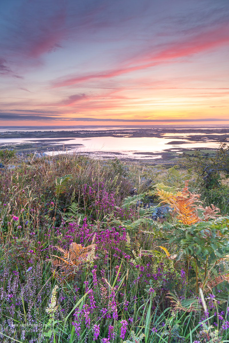 Abbey Hill Burren Clare Ireland - abbey hill,ferns,flower,heather,hills,july,summer,twilight