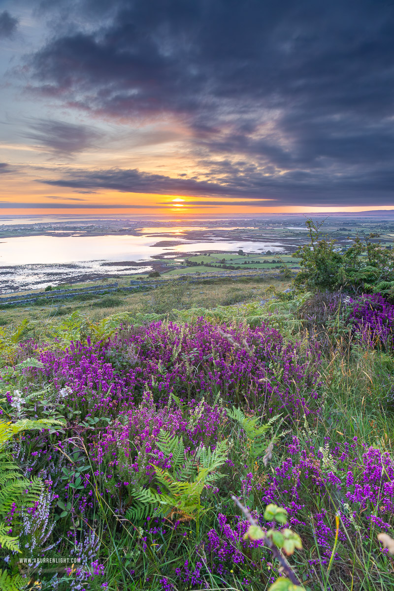 Abbey Hill Burren Clare Ireland - abbey hill,ferns,flower,heather,hills,july,summer,sunrise,portfolio